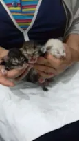 Gatitos