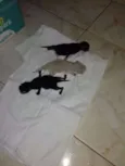 Gatitos