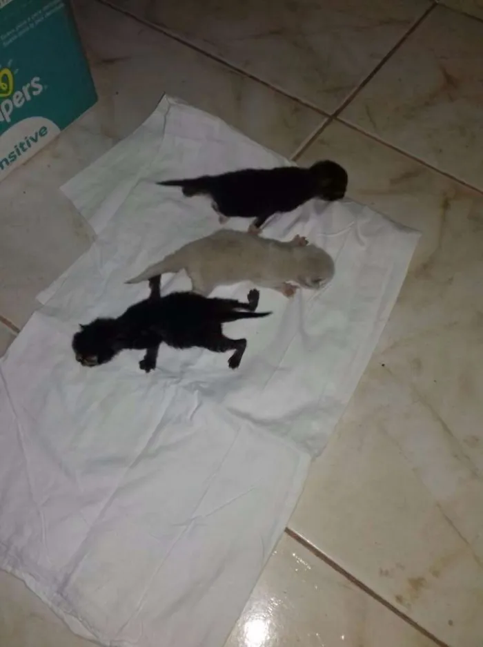 Gato ra a Sem taça definida  idade Abaixo de 2 meses nome Gatitos