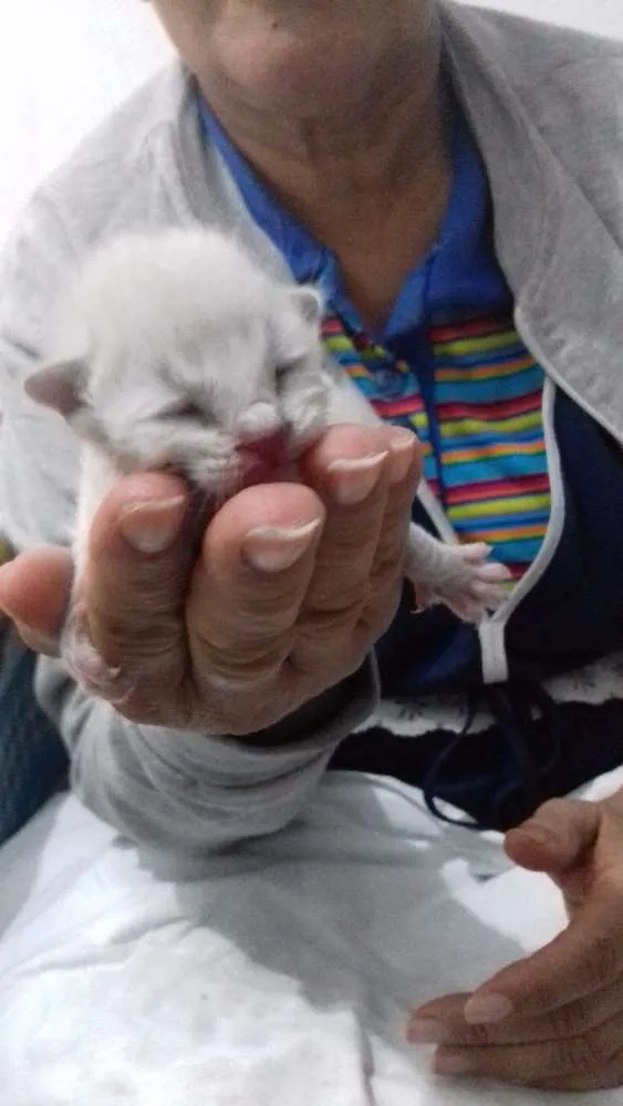 Gato ra a Sem taça definida  idade Abaixo de 2 meses nome Gatitos