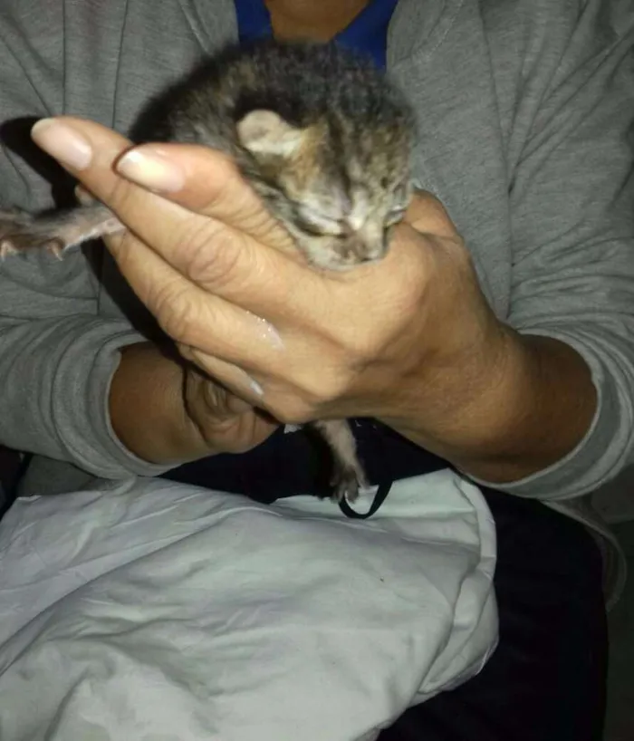 Gato ra a Sem taça definida  idade Abaixo de 2 meses nome Gatitos