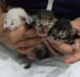 Gatitos