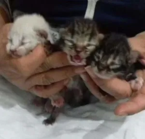 Gato raça Sem taça definida  idade Abaixo de 2 meses nome Gatitos