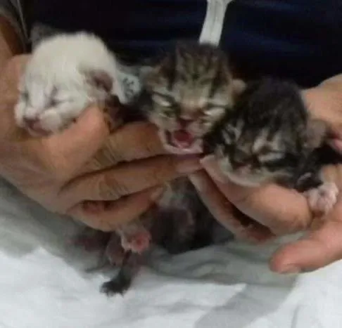 Gato ra a Sem taça definida  idade Abaixo de 2 meses nome Gatitos