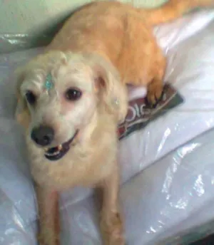 Cachorro raça Setter idade 6 ou mais anos nome lara