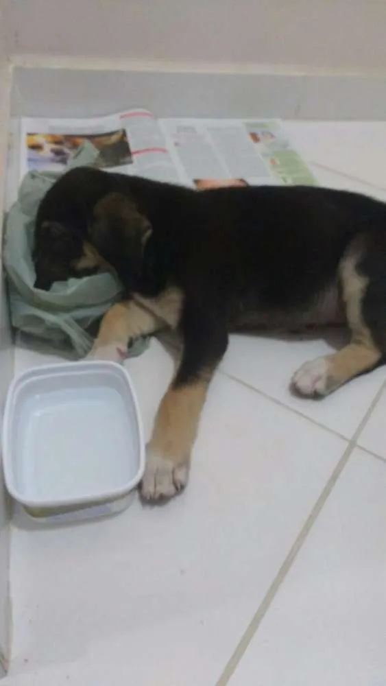 Cachorro ra a Mestiço hotvile com pastor idade 2 a 6 meses nome Luna