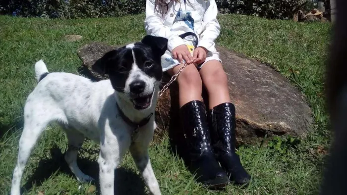 Cachorro ra a Vira lata idade 2 anos nome ?