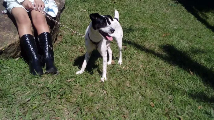 Cachorro ra a Vira lata idade 2 anos nome ?