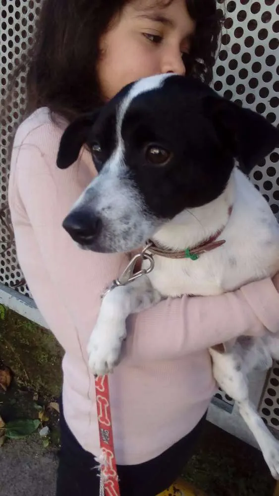Cachorro ra a Vira lata idade 2 anos nome ?
