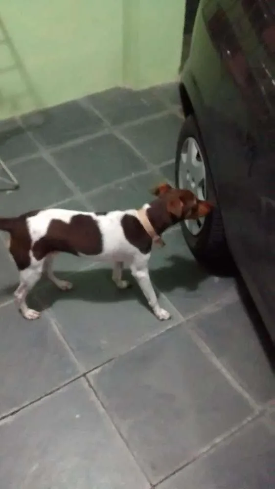 Cachorro ra a Fox Terrier idade 7 a 11 meses nome THOR