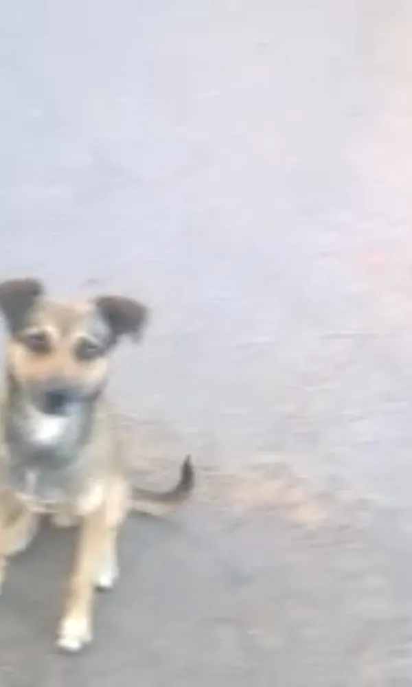 Cachorro ra a Raça não definida idade  nome Rex