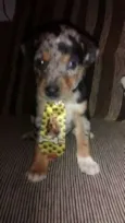 Oliver