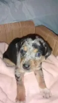 Oliver