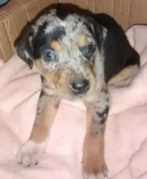 Cachorro raça srd idade 2 a 6 meses nome Oliver