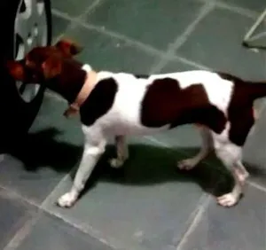 Cachorro raça Fox Terrier idade 7 a 11 meses nome THOR