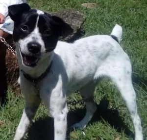 Cachorro raça Vira lata idade 2 anos nome ?