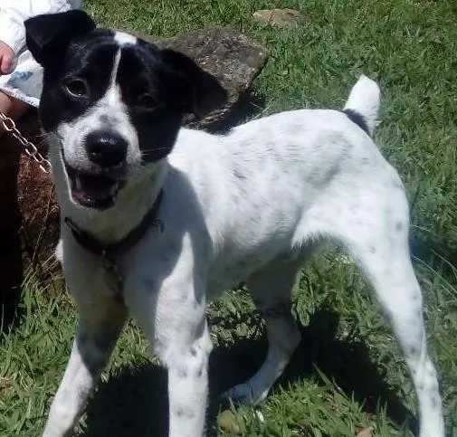 Cachorro ra a Vira lata idade 2 anos nome ?