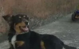 Cachorro raça vira lata idade 3 anos nome thor