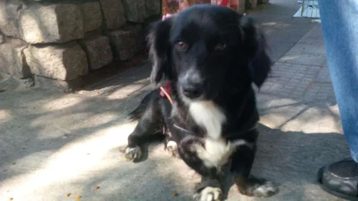 Cachorro ra a SDR idade 1 ano nome Docinho