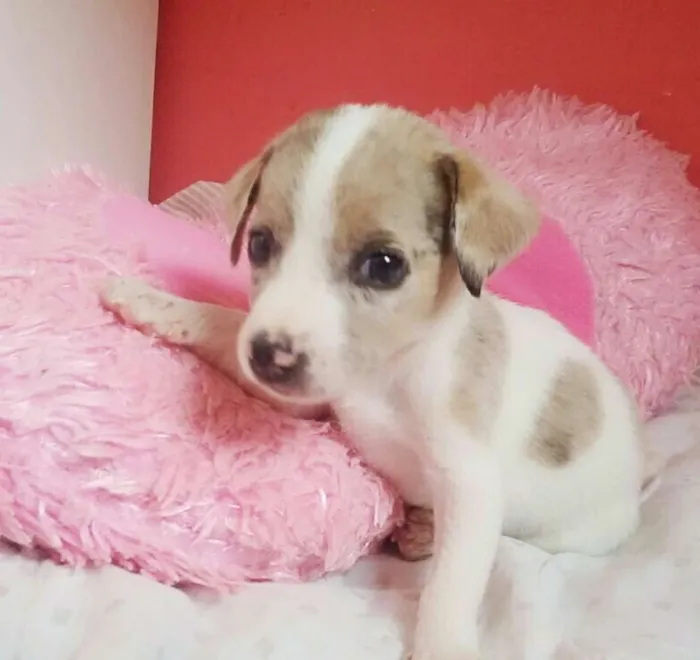 Cachorro ra a sem raça definida  idade Abaixo de 2 meses nome sem nome 