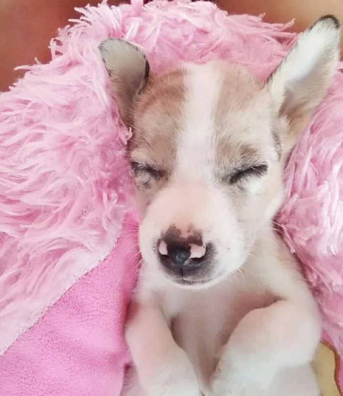 Cachorro ra a sem raça definida  idade Abaixo de 2 meses nome sem nome 