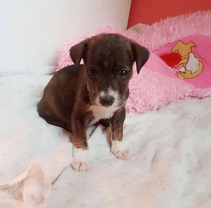 Cachorro ra a sem raça definida  idade Abaixo de 2 meses nome sem nome 