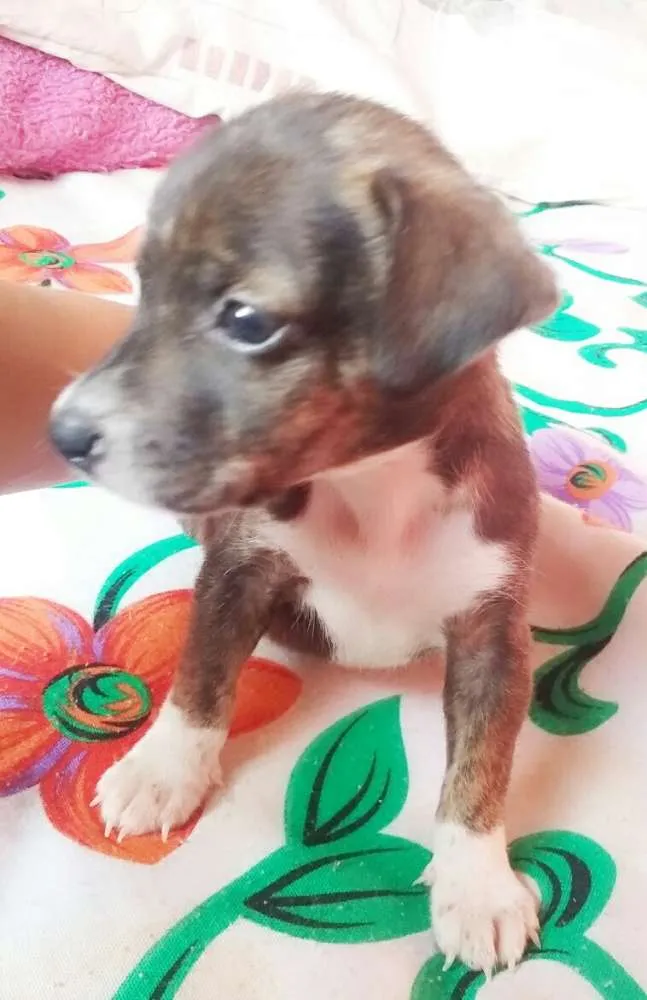 Cachorro ra a sem raça definida  idade Abaixo de 2 meses nome sem nome 