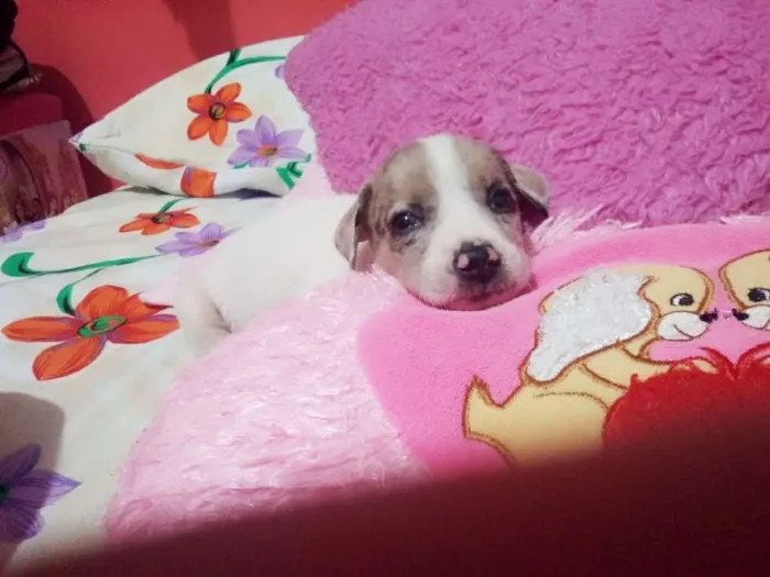 Cachorro ra a sem raça definida  idade Abaixo de 2 meses nome sem nome 