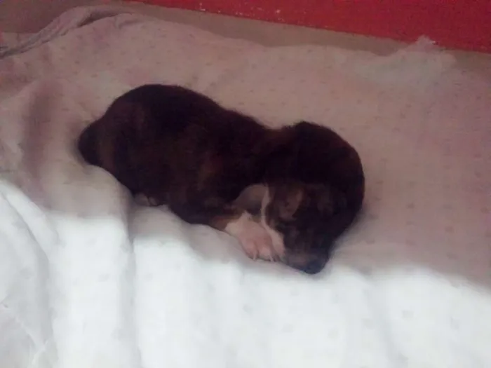 Cachorro ra a sem raça definida , não  sei a raça  idade Abaixo de 2 meses nome sem nome 