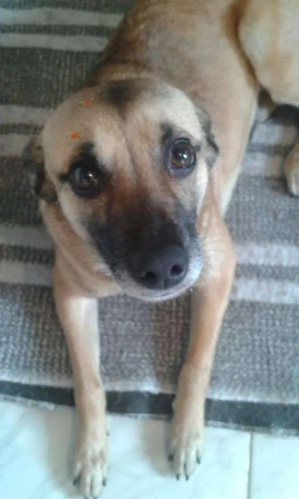 Cachorro ra a SRD idade 1 ano nome Lumi