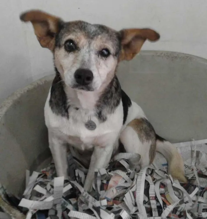 Cachorro ra a SRD idade 6 ou mais anos nome Dominique