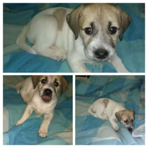 Cachorro raça SRD idade Abaixo de 2 meses nome Hermione