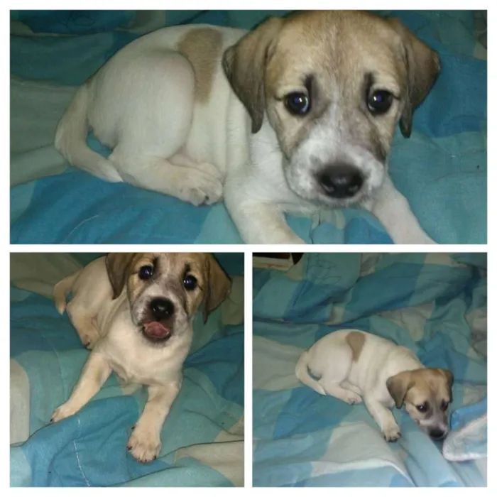 Cachorro ra a SRD idade Abaixo de 2 meses nome Hermione