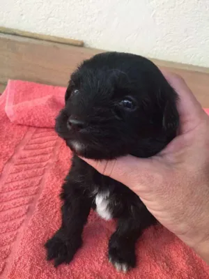 Cachorro raça SRD idade 2 a 6 meses nome Pequeninas
