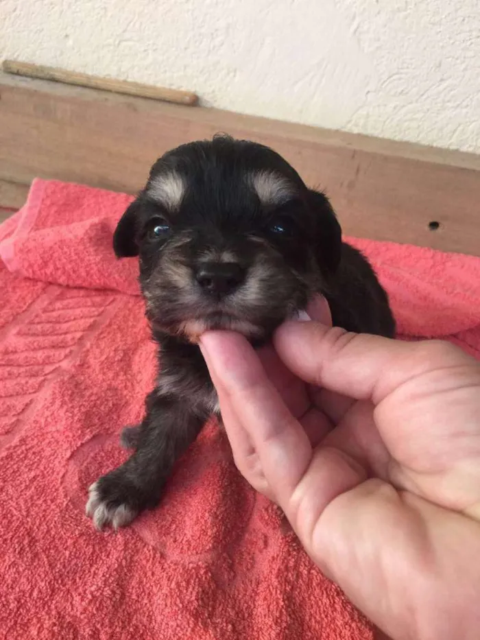Cachorro ra a SRD idade 2 a 6 meses nome Pequeninas