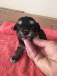 Pequeninas