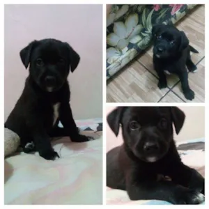 Cachorro raça SRD idade Abaixo de 2 meses nome Harry