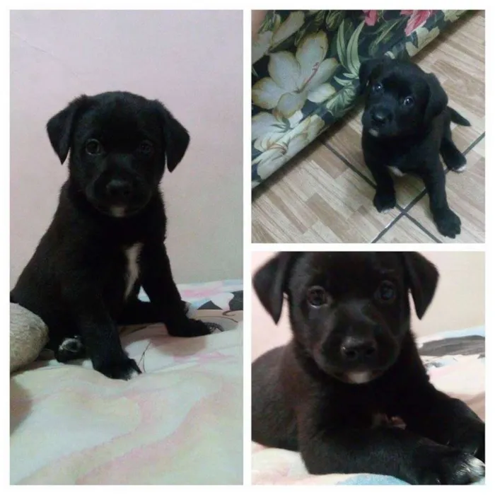 Cachorro ra a SRD idade Abaixo de 2 meses nome Harry