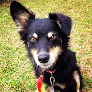Cachorro raça SRD idade 2 anos nome Fred