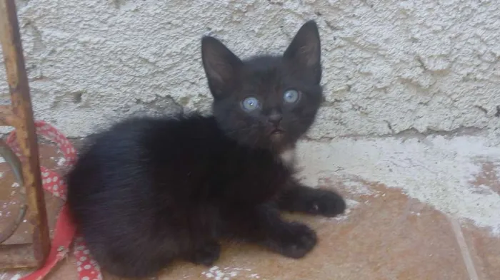 Gato ra a Filhotes de mae siamesa e pai preto (nao sei a raça) idade Abaixo de 2 meses nome Sem nome