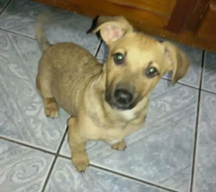Cachorro ra a SRD idade 2 a 6 meses nome Bolinha
