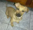 Bolinha