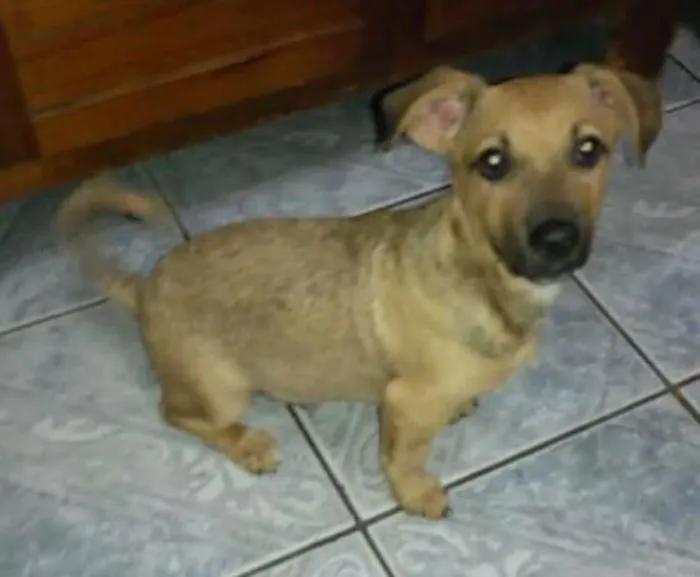 Cachorro ra a SRD idade 2 a 6 meses nome Bolinha