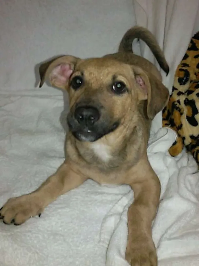 Cachorro ra a SRD idade 2 a 6 meses nome Bolinha