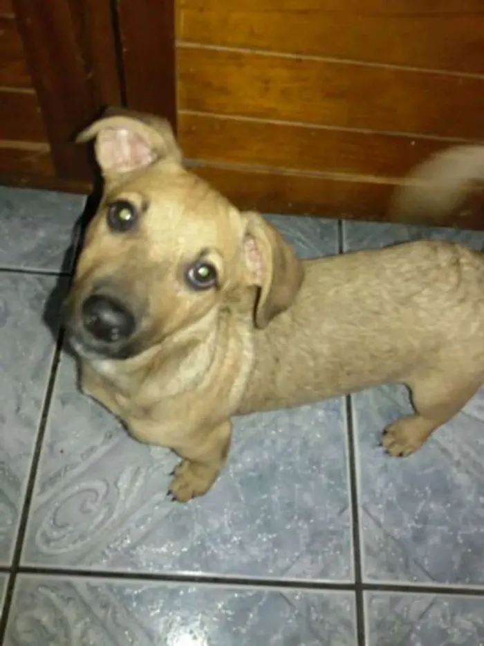 Cachorro ra a SRD idade 2 a 6 meses nome Bolinha