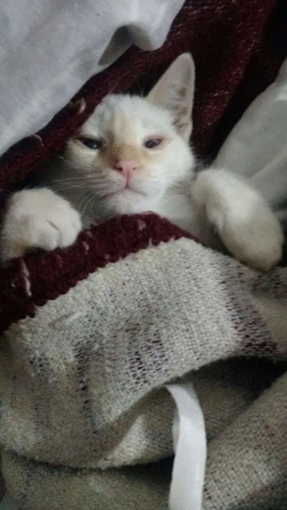 Gato ra a SRD idade 2 a 6 meses nome Lion