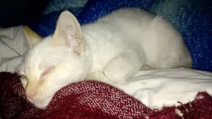 Gato raça SRD idade 2 a 6 meses nome Lion