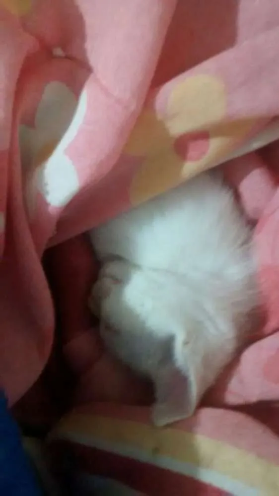Gato ra a SRD idade 2 a 6 meses nome Lion