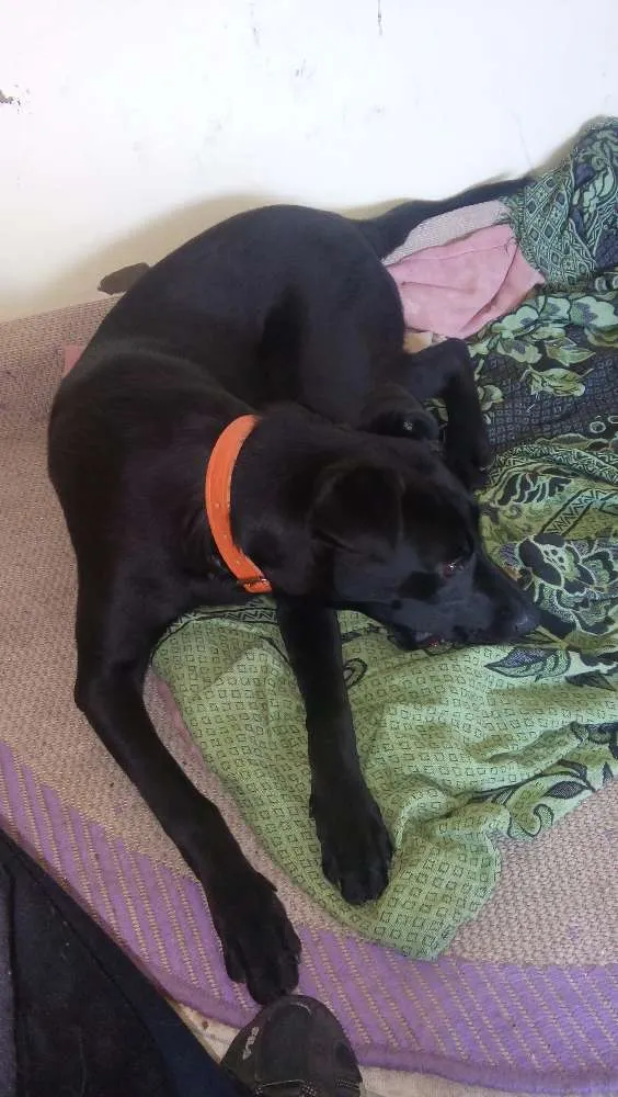 Cachorro ra a SRD idade 1 ano nome Sem nome