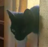 Gato raça SRD idade 2 a 6 meses nome Will Smith